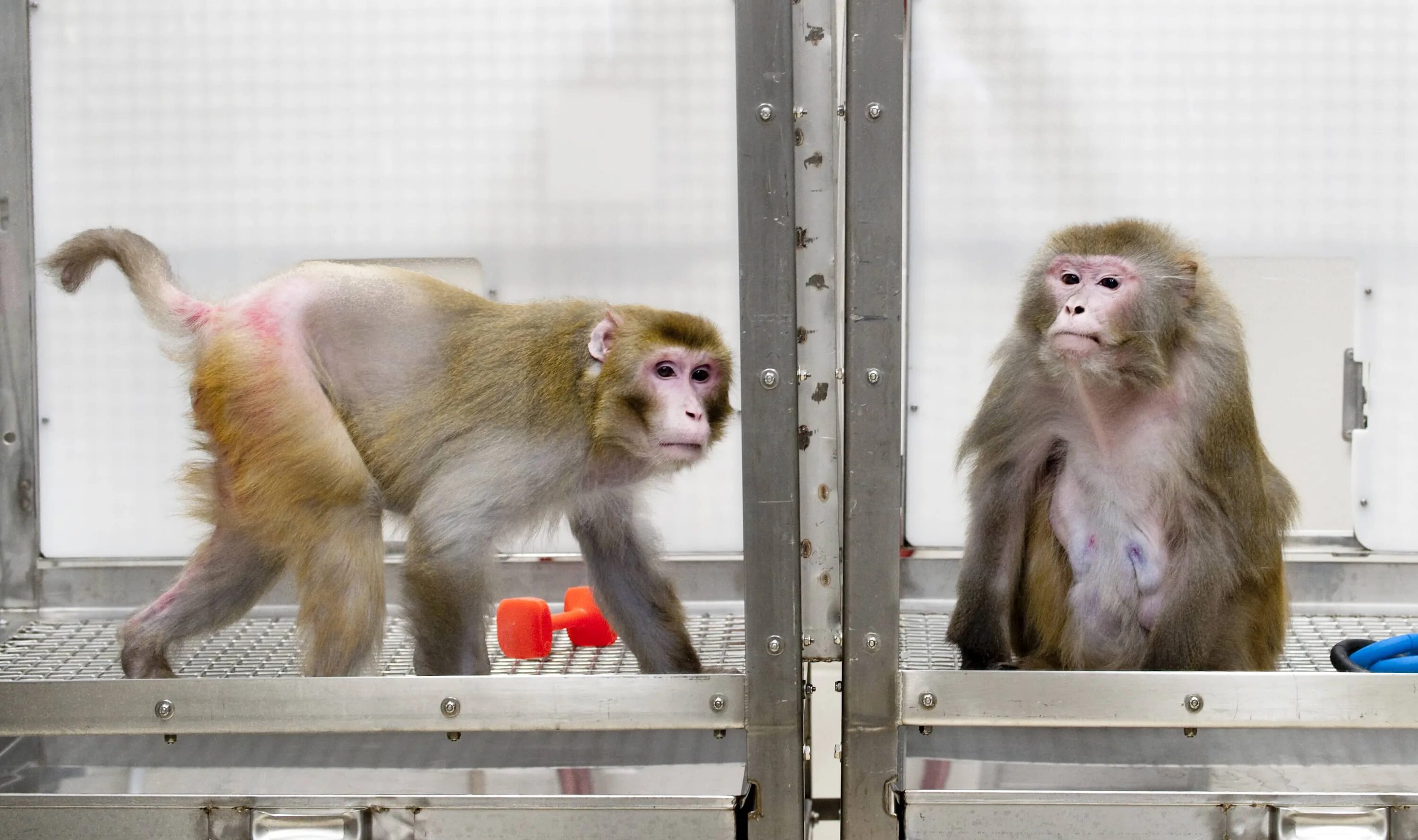 Сколько живут обезьяны в домашних. Макака резус. Макака резус в лаборатории. Макака резус «Macaca mulatta».
