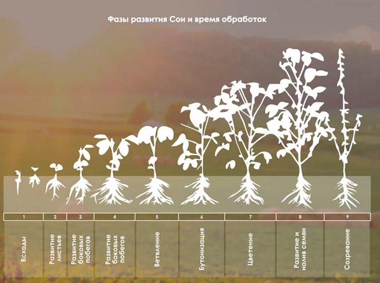Вегетация сои фазы развития. Фазы роста и развития сои. Фазы вегетации гороха. Фенологические фазы развития гороха. Эволюция гороха