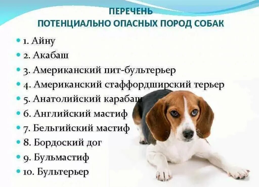 Список опасных пород 2023. Список потенциально опасных собак 2022 в россии. Список потенциально опасных пород. Список опасных пород 2023. Список опасных собак запрещенных в россии.