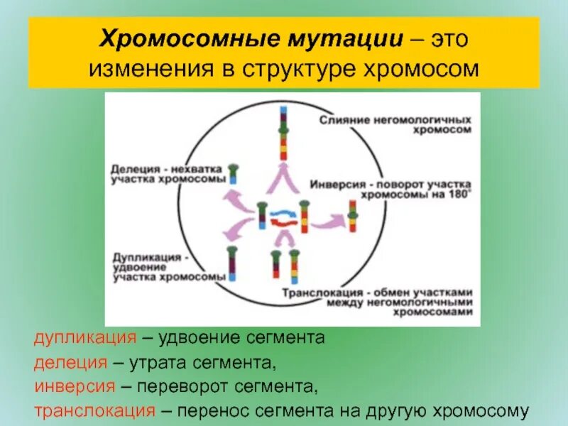 С изменением структуры хромосом связаны. Изменение структуры хромосом. Тип мутаций изменяющие структуру хромосом. Последствия дупликации хромосом. Сбалансированные мутации.