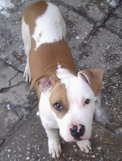 стаффордширский терьер щенок 1 месяц. стандарт американского стаффордширского терьера. стаффордширский терьер 6 месяцев. американский стаффордширский терьер 2 месяца. стаффордширский терьер по месяцам.