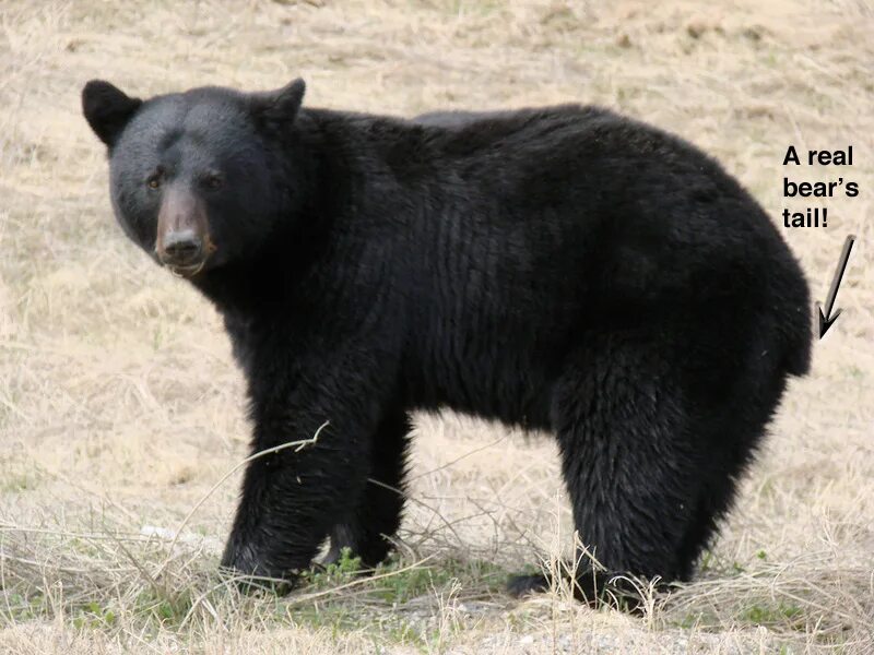 Bear tails. Bear tails. У медведя есть хвост. Медвежий хвостик. Хвост бурого медведя.