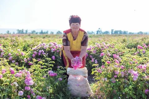 Модификация овчаровой