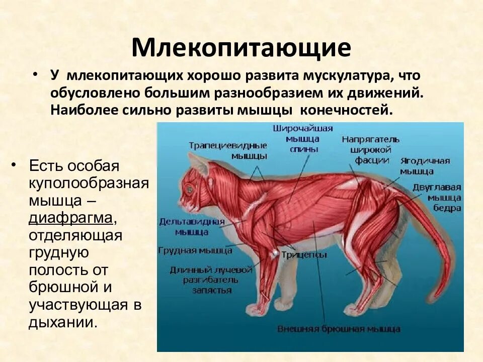 4 класса млекопитающие. Класс млекопитающие. класс млекопитающие общая характеристика. характеристика класса млекопитающие. у млекопитающих хорошо развиты.