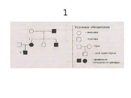 Родословная доминантный и рецессивный признак