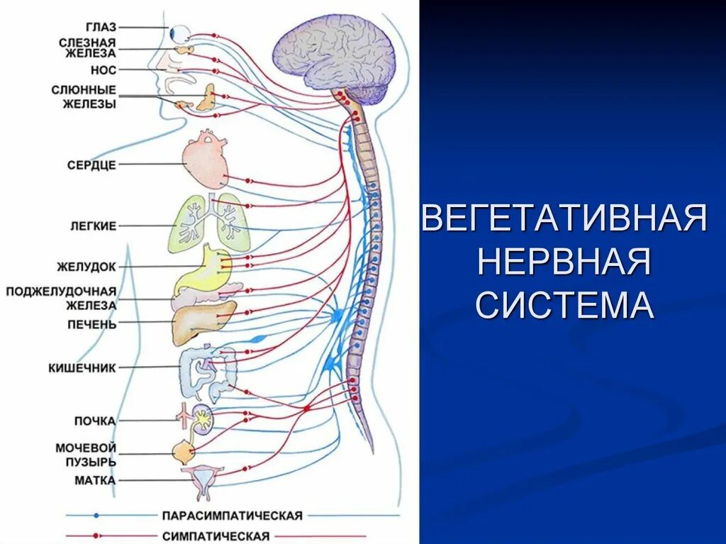 Функции автономного отдела нервной системы. Строение симпатической части вегетативной нервной системы. схема строения автономной вегетативной нервной системы. строение внс анатомия. симпатическая часть вегетативной нервной системы схема.