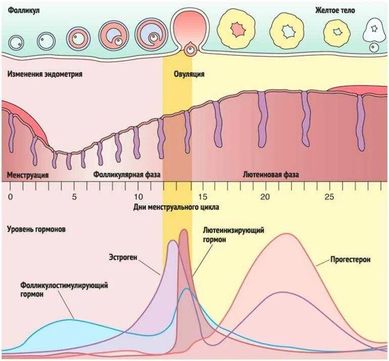 Сколько длится цикл. Схема менструационного цикла. Фазы менструационного цикла 2 фаза. Фазы овариально менструального цикла. Фазы овариально менструационного цикла.
