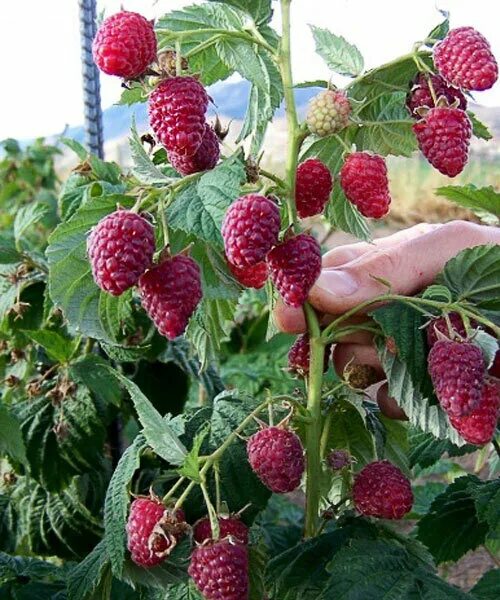 Саженцы малины Штамбовая Ненаглядная купить по цене - 850 руб. Маркетплейс Садов - Товар на картинке можно купить.