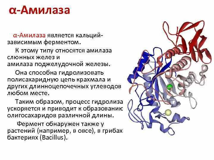 Фермент альфа амилаза. Амилаза строение фермента. Α-амилаза строение. Ферменты амилазы структура. Амилаза структура белка.