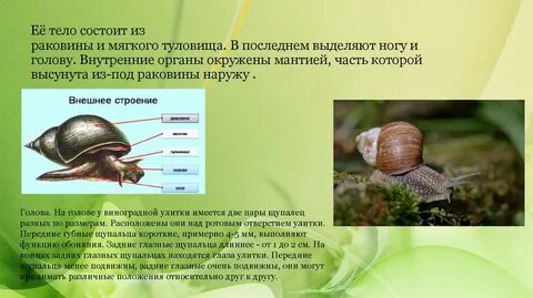 Туловище брюхоногих