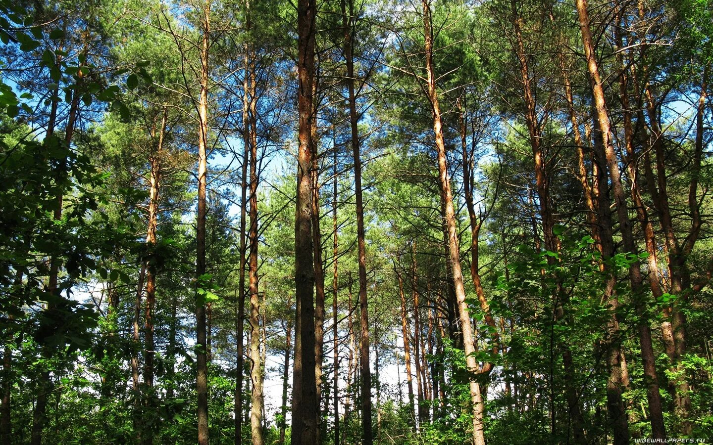 Виды елового леса. Хвойные леса марий эл. еловый лес в марий эл. сосновый лес урал. хвойный лес татарстана.