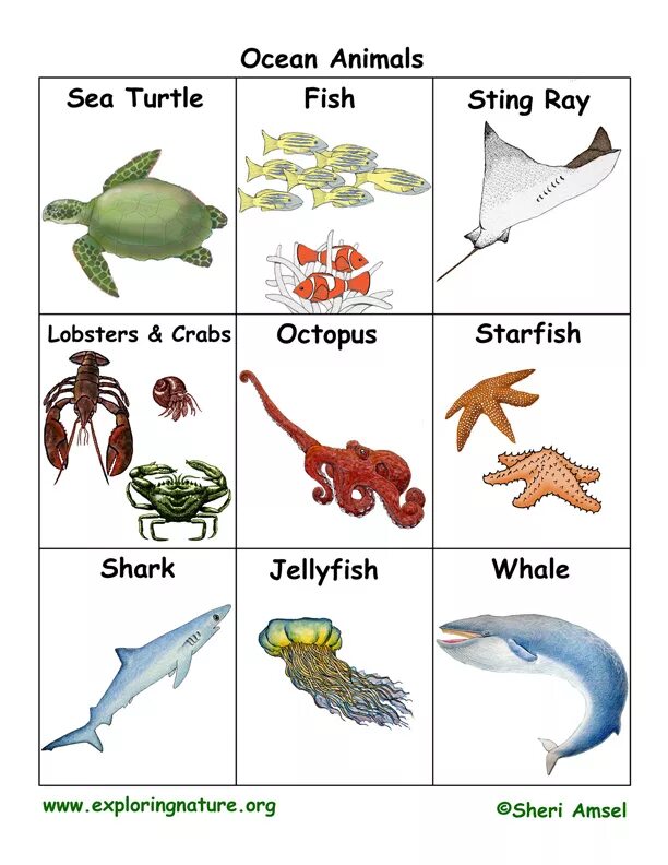 Как будет по английскому морская. Морские животные на английском. Sea animals карточки. Водные обитатели на английском. Морские обитатели названия.