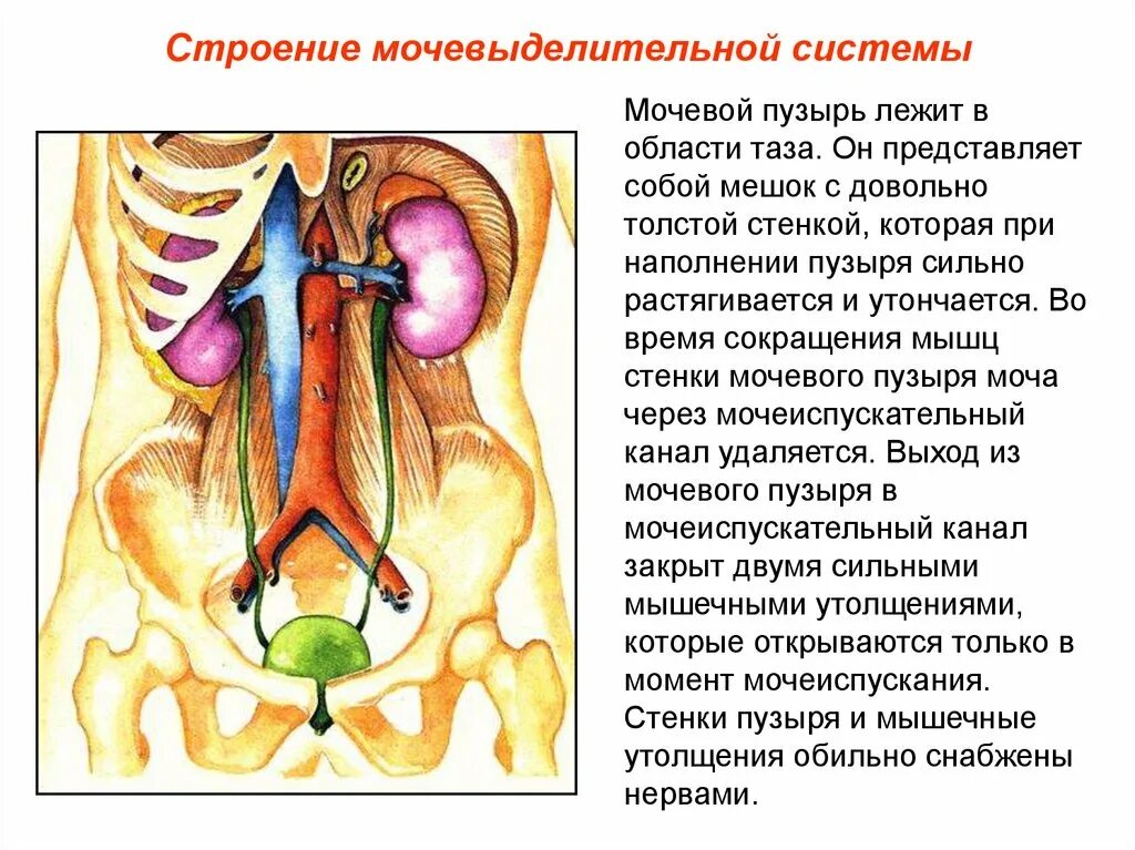 Строение выделительной системы анатомия. Строение почки и мочевого пузыря. Выделительная система строение почки. Строение органов мочевого пузыря.