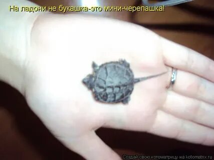 Черепаха мина