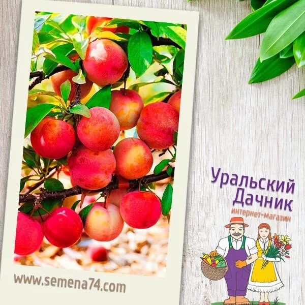 уральский дачник semena74. семена 74. семена 74 уральский. семена 74. семена 74.