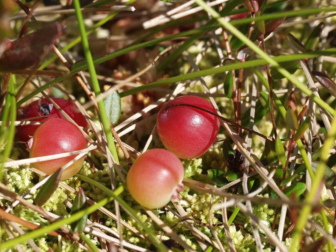 Клюква обыкновенная (vaccinium oxycoccos). ). Морошка и брусника карелия. Клюква mcfarlin. Клюква vaccinium macrocarpon.