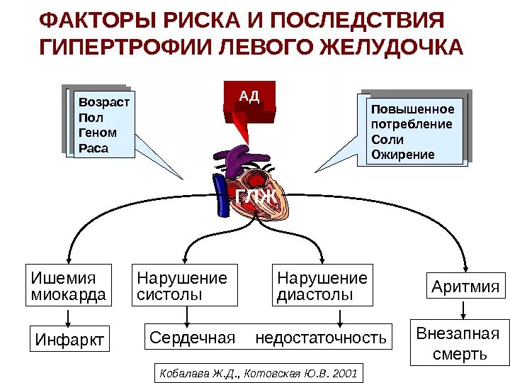 Заболевания левого желудочка. Патогенез гипертрофии левого желудочка при артериальной гипертензии. Гипертрофия миокарда левого желудочка осложнения. Гипертрофия миокарда левого желудочка при артериальной гипертензии. Механизм гипертрофии левого желудочка при артериальной гипертензии.