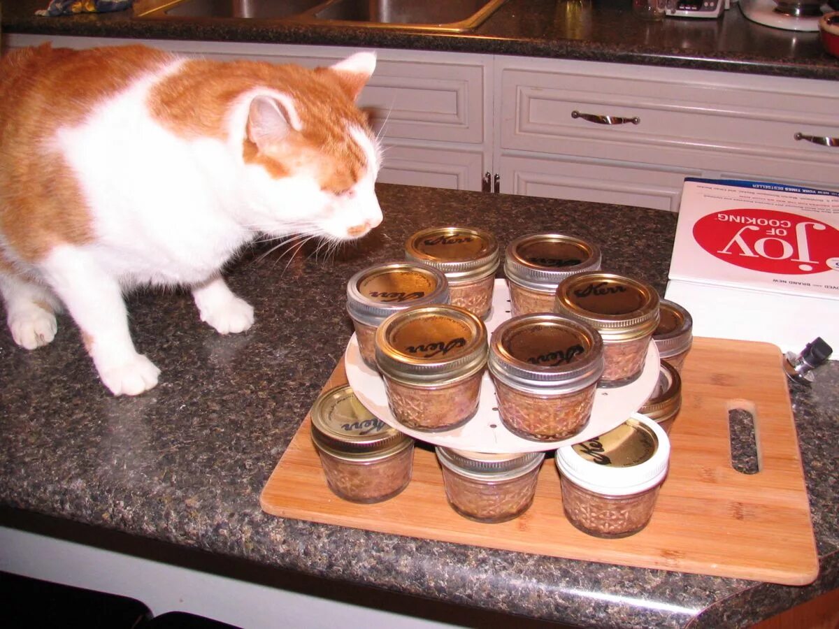 Угощение для кошек. Еда для кошек домашнего приготовления. Заготовки натурального питания для кошек. Вкусняшки для кошек. Варят кошек