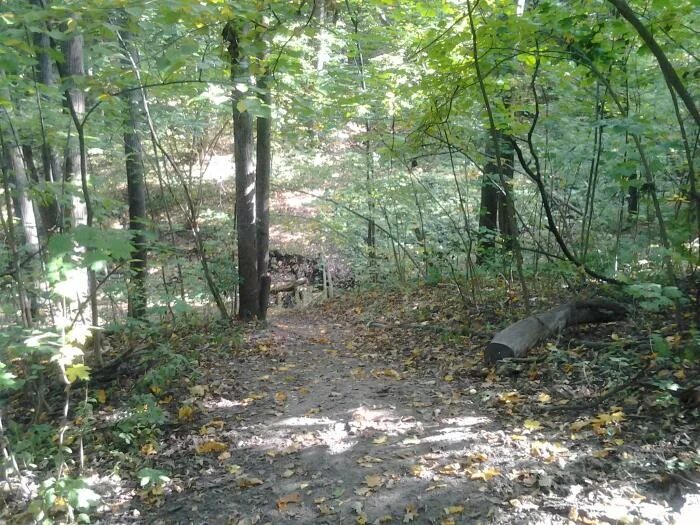 Овраг 6 букв. Винновская роща овраг. парк заповедник &quot;мозжинский овраг&quot;. реликтовый дуб в винновской роще ульяновск. лесной парк овраг.