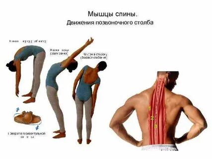 Производящие движения позвоночного столба