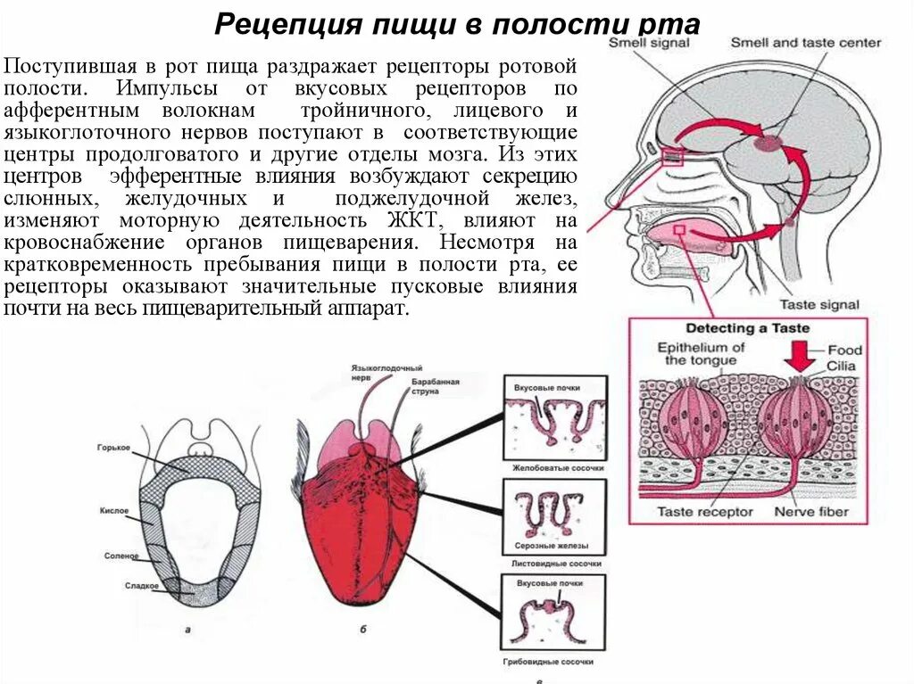 Языка и т п с. Рецепторы ротовой полости физиология. Рецепторы ротовой полости схема. Ротовая полость рецепторы вкуса. Вкусовые рецепторы в полости рта.