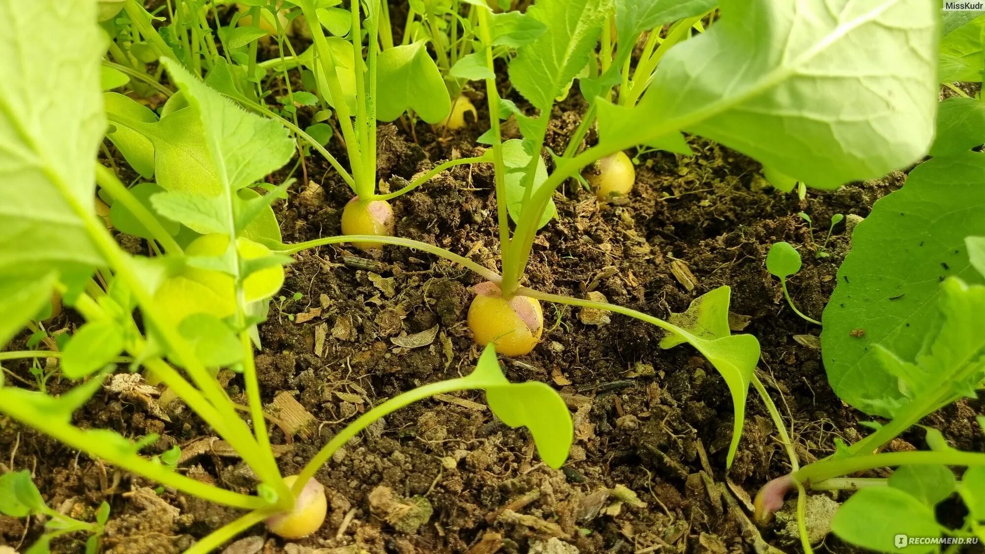 Почему желтеет редиска. Ботва редиски. Дикая редиска желтые цветы. Гелиос редис. Желтая плоская редька сорт.