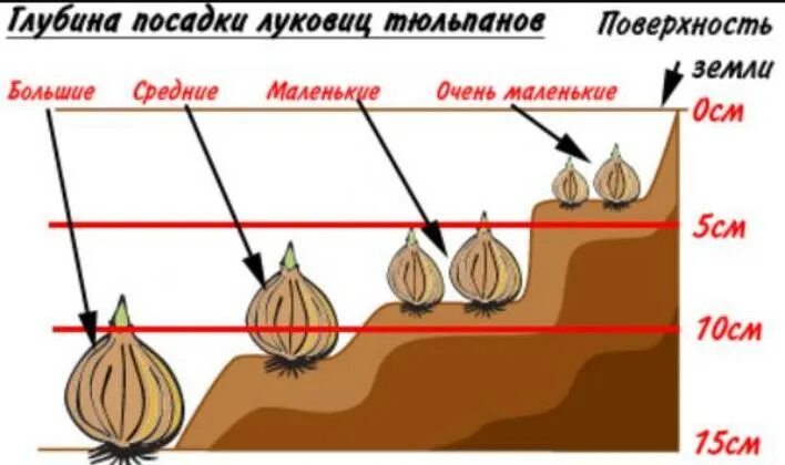 Сколько выдерживают тюльпаны. Стадии развития луковицы тюльпана. Схема посадки луковичных. Глубина посадки тюльпанов. Глубина посадки луковиц тюльпанов.