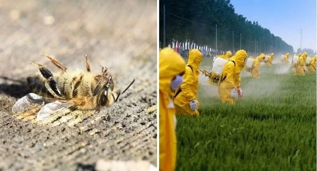 Пчелы гибнут. Пестициды и пчелы. Гибель пчел. Отравление пчел. Вымирание пчел.