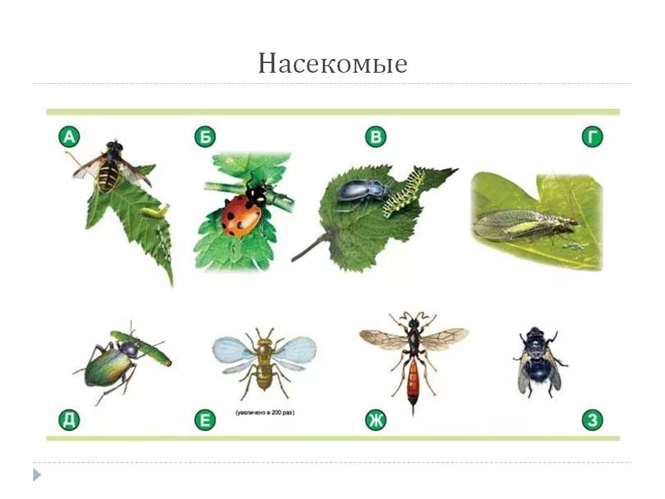 Тесты по биологии по насекомым. Полезные насекомые. Полезные и вредные насекомые для детей. Полезные насекомые картинки. Вредные и полезные насекомые для дошкольников в картинках.