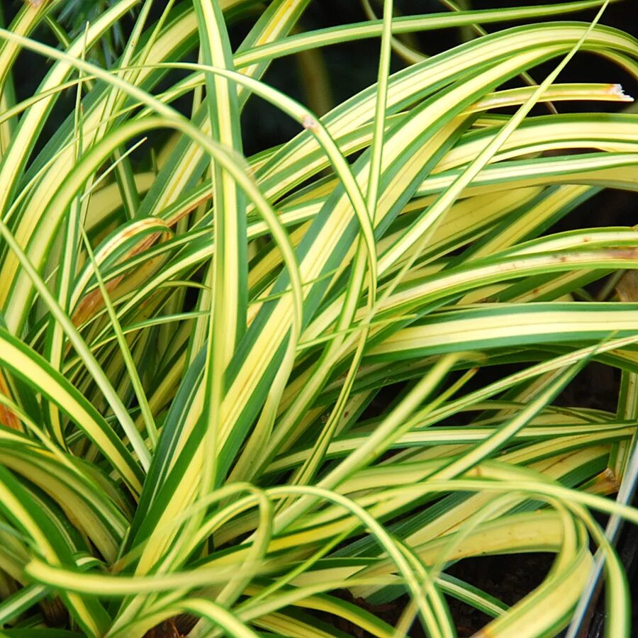 Зеленые растения осока цепь. Осока evergold. осока carex oshimensis evergold. осока охименская эвеголд. осока ржавопятнистая вариегата.