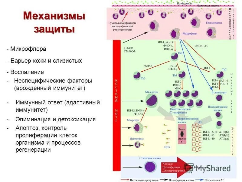 Клетки, относящиеся к адаптивному иммунитету. Клетки адаптивного иммунитета. Клетки адаптивного иммунитета и их функции. Клетки адаптивного иммунного ответа. Факторы врожденного и адаптивного иммунитета.