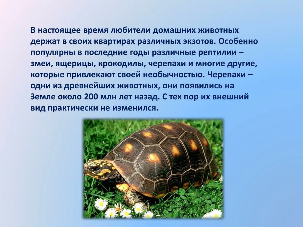Презентация проект о красноухой черепахе 1 класс Мой домашний питомец красноухая черепаха online presentation