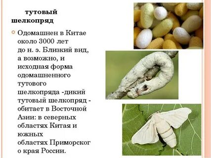 Тутовый шелкопряд домашнее