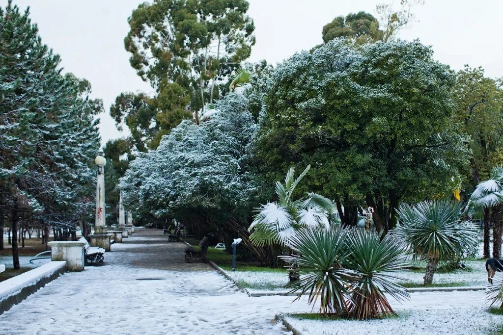 субтропическая зона россии. холодные субтропики. субтропики сочи море природа. холодные субтропики. субтропики в лазаревском.