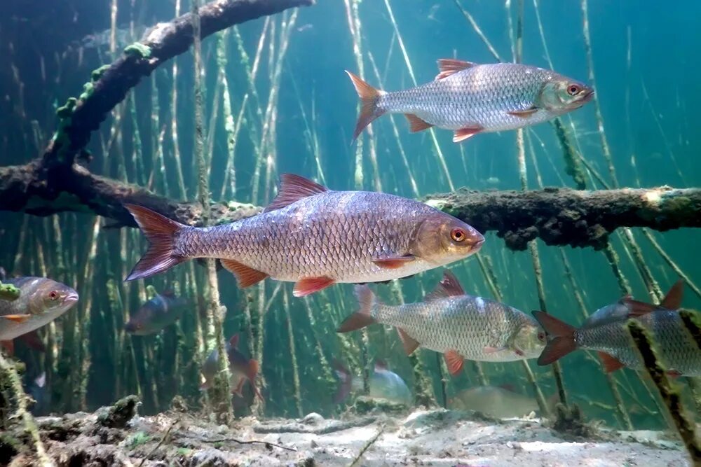 brown trout Brown Trout Freshwater fish, Brown trout, Underwater fish