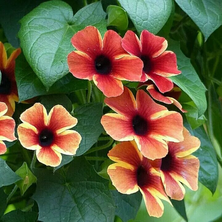 Orange Clockvine Thunbergia gregorii Pint Plant poverka-center Ferns, Grasses & 
