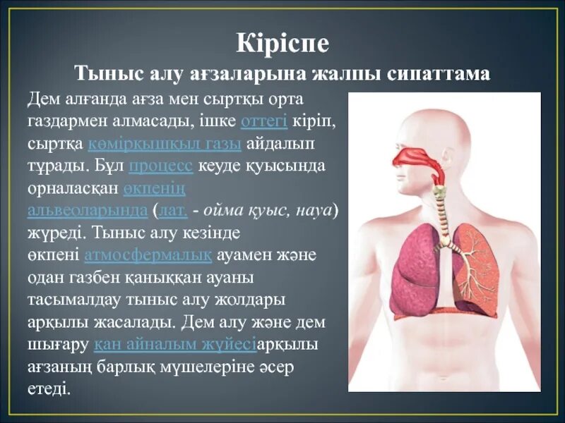 Тыныс алу мүшелері. Тыныс алу жолдары презентация. Тыныс алу мүшелері презентация. Niysi. Тыныс алу 7 сынып презентация.