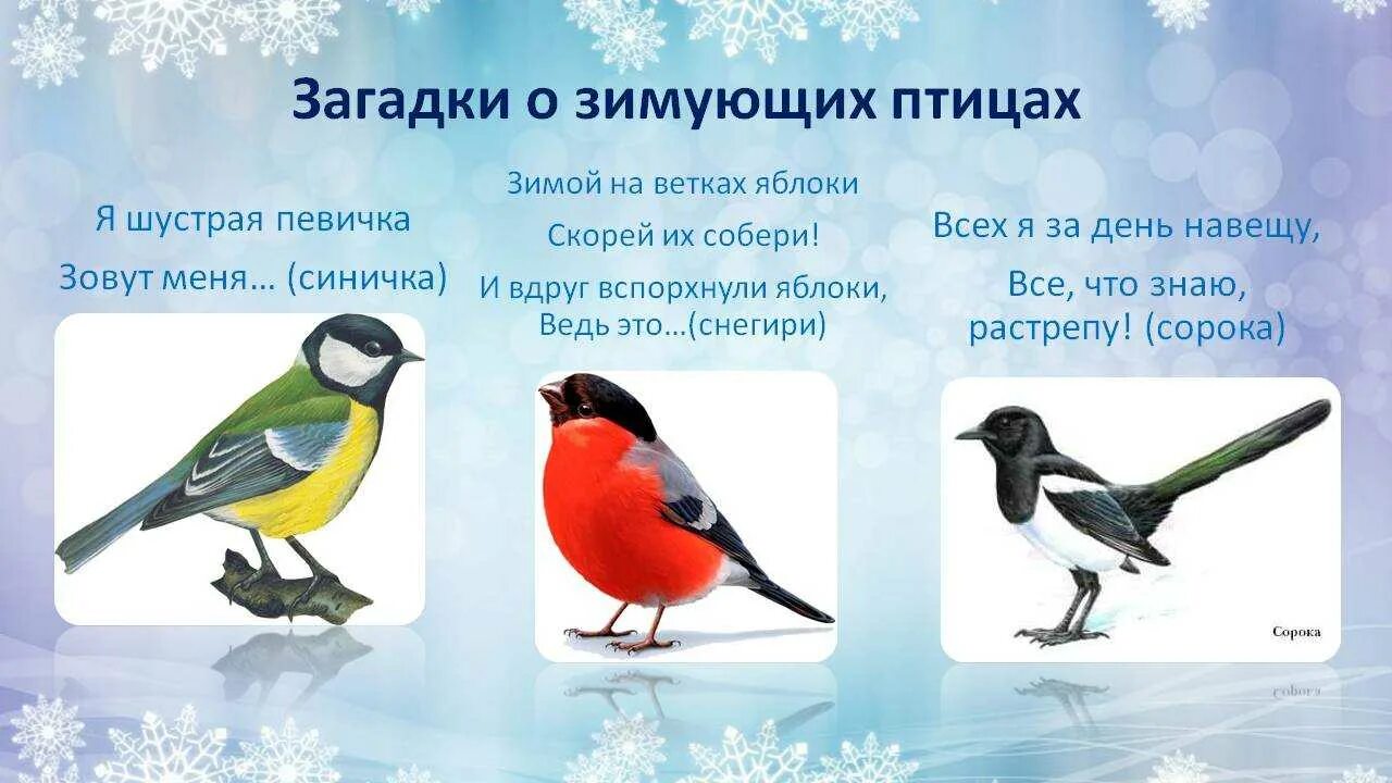 Зимующие птицы детям про птиц