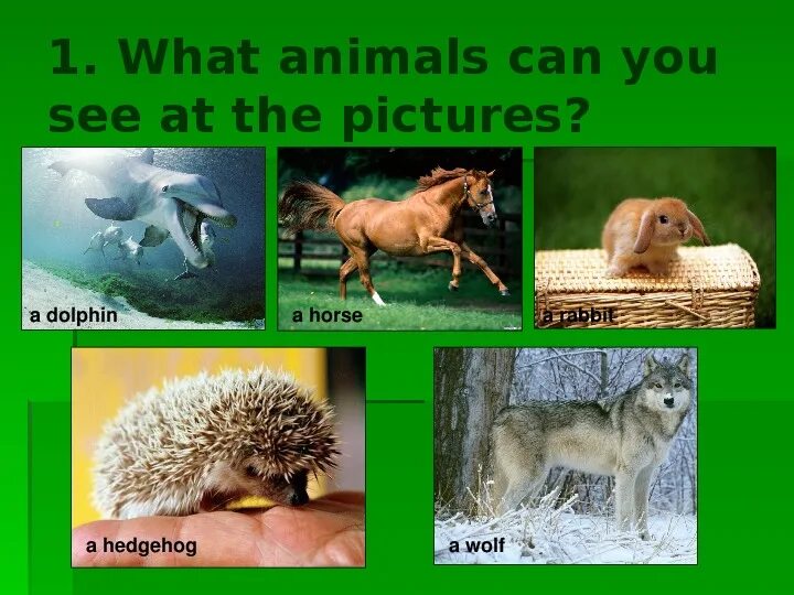 What animals did you see. Презентация по английскому языку 3 класс животные. animals 2 класс презентация. проект животные английский язык 3 класс. английский язык тема животные 1 класс.