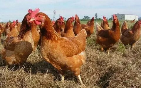 Транссексуалдардың секс фотосуреттері