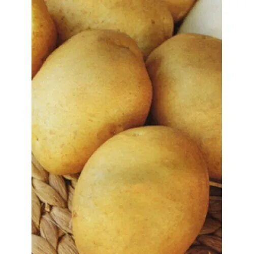 картофель лидер семенной седек. характеристика сорта лидер. картофель сорт славянка. картофель кибиц. характеристика сорта лидер.