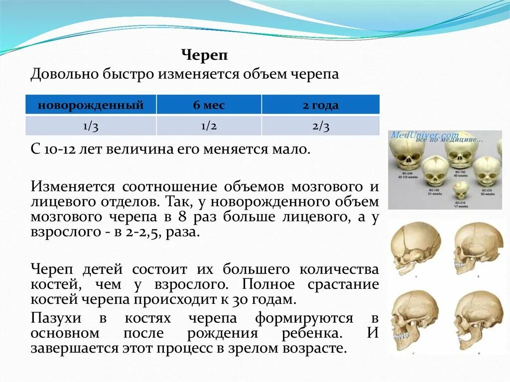 Соотношение мозгового и лицевого черепа у новорожденного. Возрастные особенности черепа новорожденного. Возрастные изменения костей черепа. Особенности черепа человека.