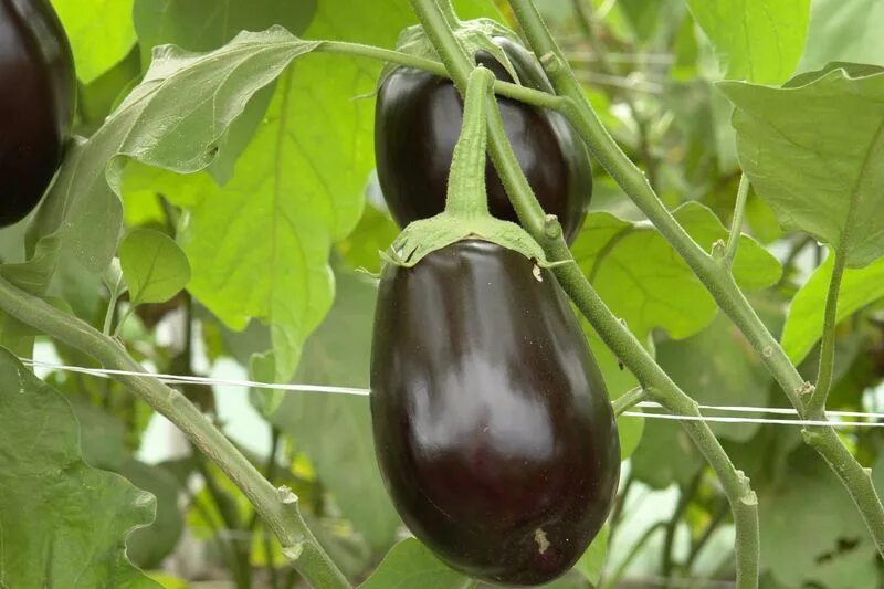 самые урожайные сорта баклажан. самые урожайные сорта баклажан. баклажан диамант f1. семена баклажан вакула. баклажан f1 голиаф.