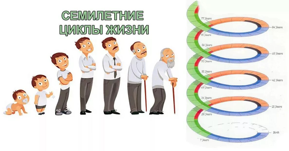 8 циклов жизни