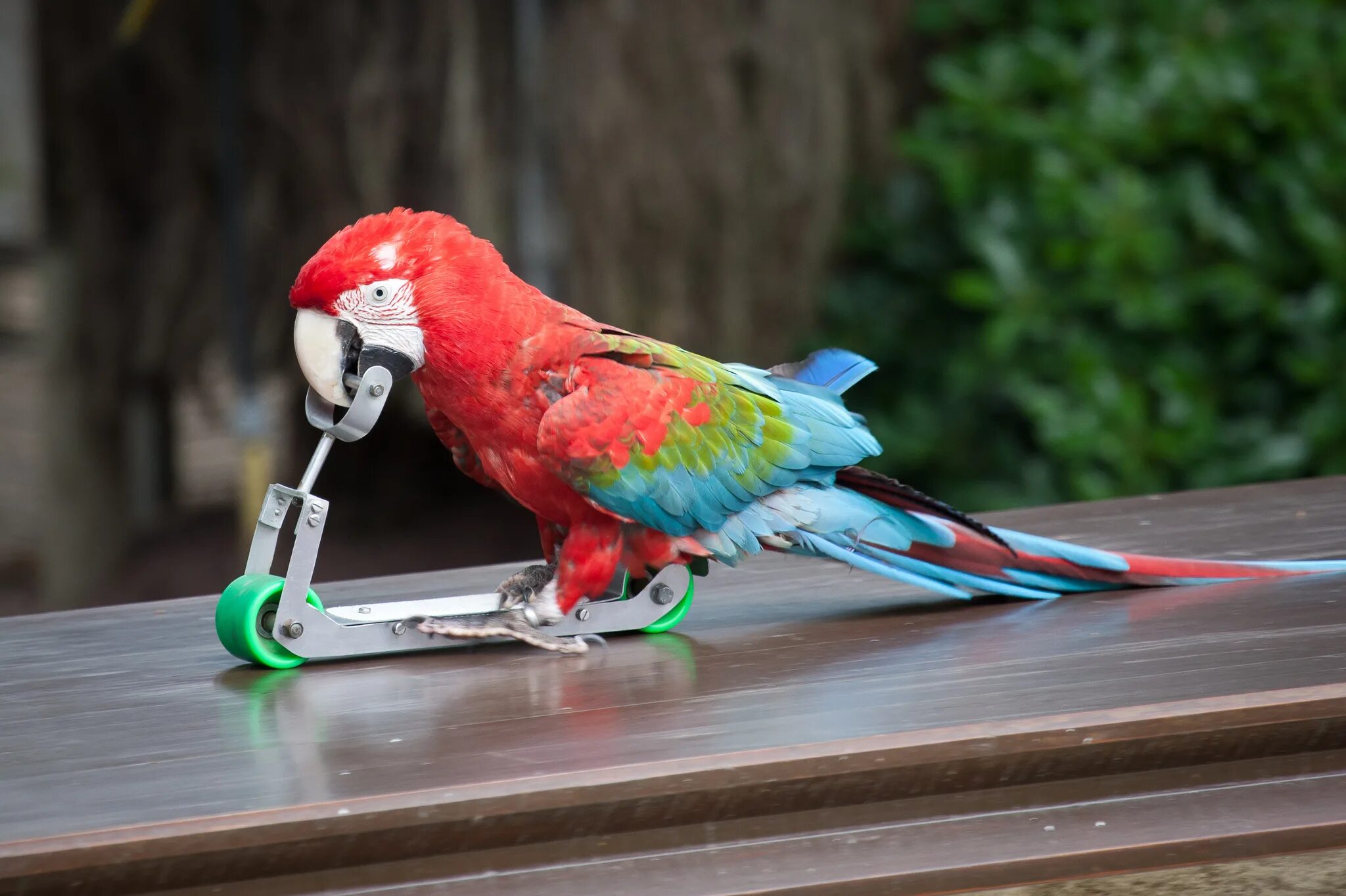 Curl parrot