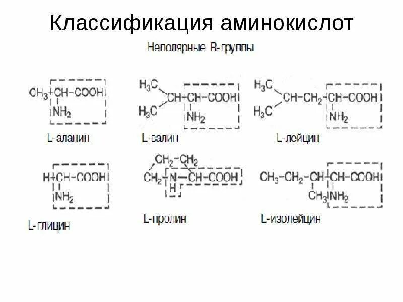 Классификация белковых аминокислот. Классификация аминокислот по положению аминогруппы. Классификация Альфа аминокислот. Классификация аминокислот биохимия.