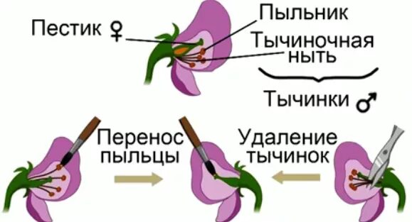 С какой целью проводят искусственное опыление. Опыление гороха. Искусственное опыление. Искусственное перекрестное опыление. Искуственно еопыление.