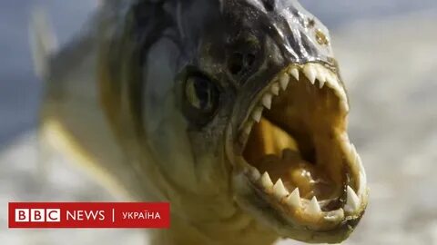 Злиться рыба