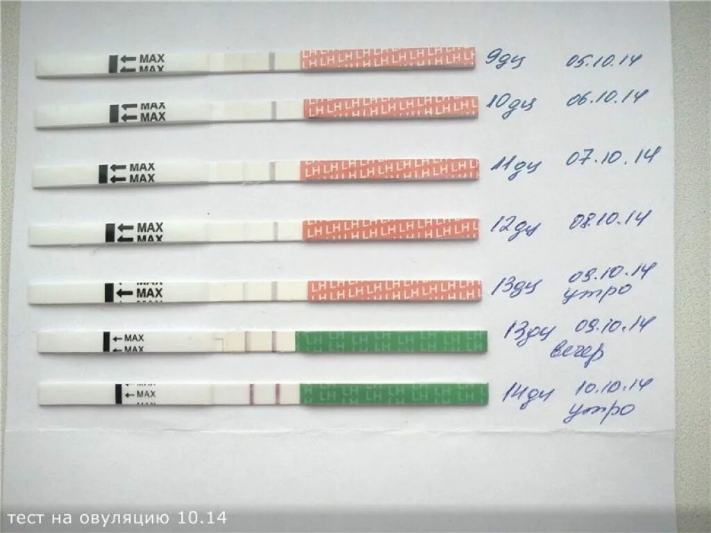 Через сколько после овуляции