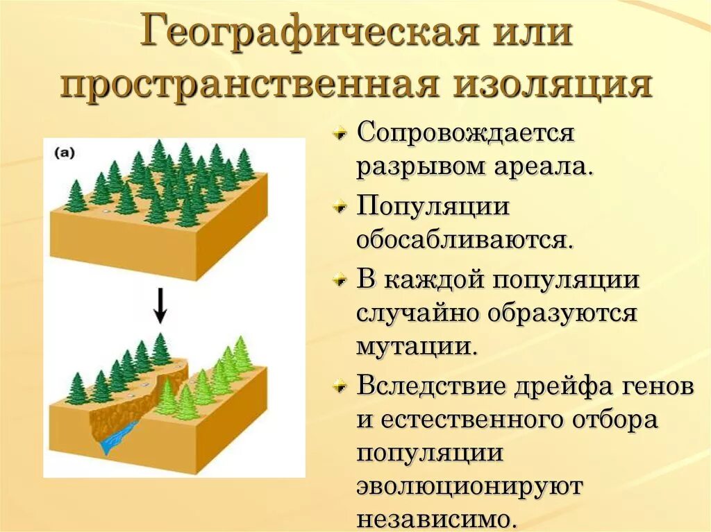 Географическая и экологическая изоляция